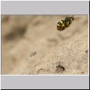 Trabantenfliege - Cerceris rybyensis - Knotenwespe 38d mit Lasioglossum - Furchenbiene - Sandgrube OS-Wallenhorst.jpg